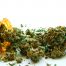 Medicinal-Marijuana